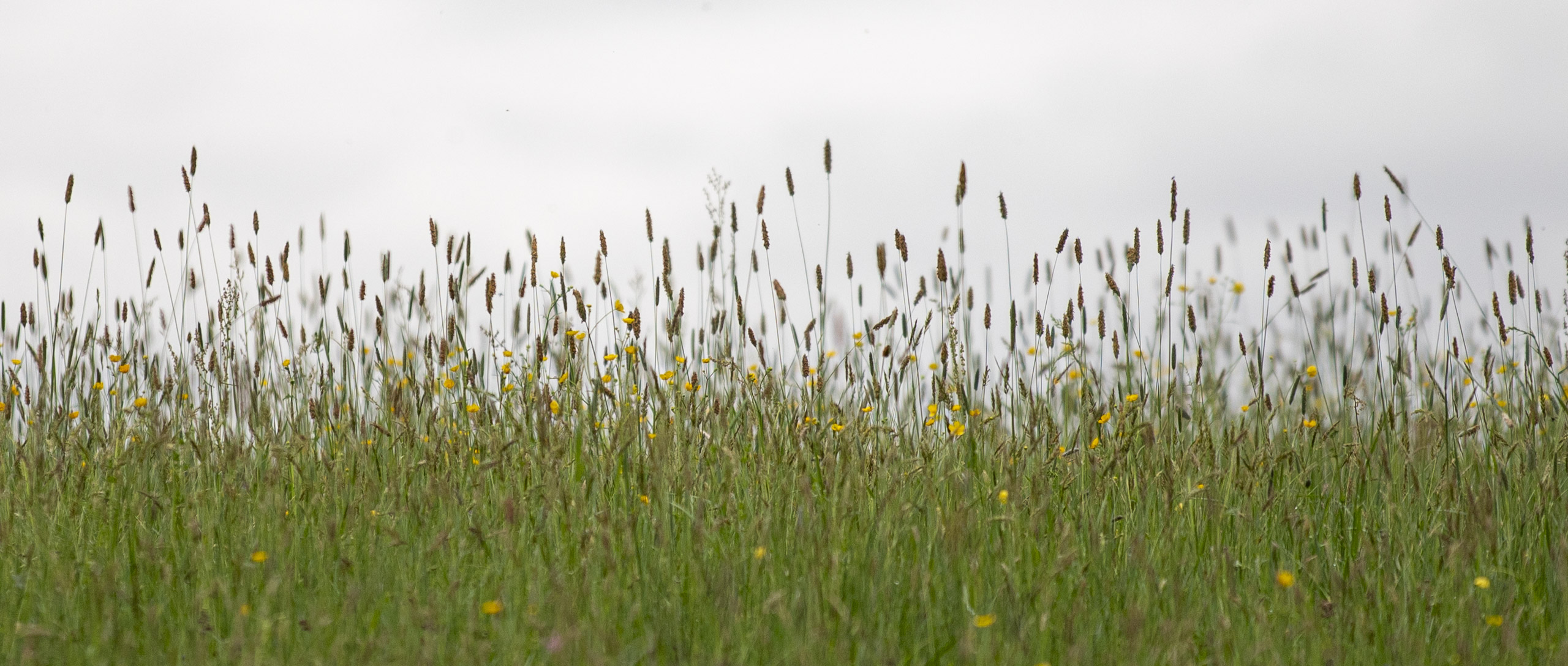 20250503134750 RD4 2516